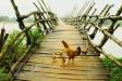 Những khoảnh khắc trên chiếc cầu tre dài nhất Việt Nam