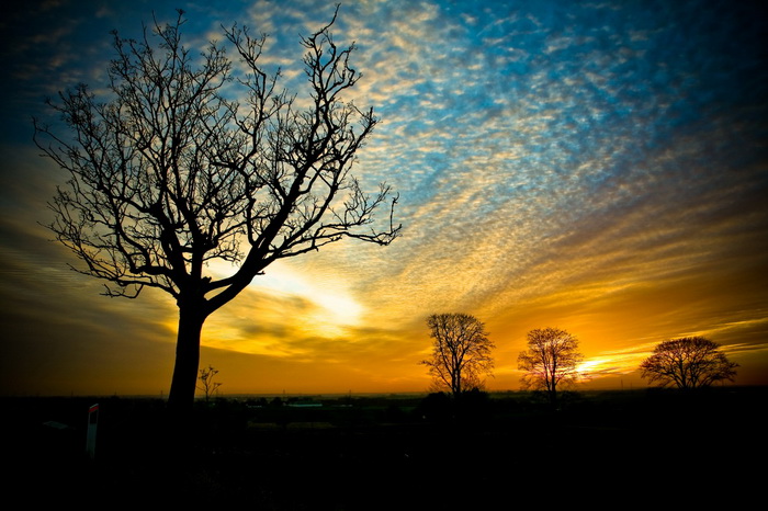 awesome-sunshine-trees pictures