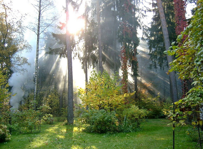 awesome-sunshine-trees pictures