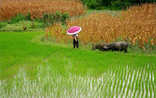 Cánh đồng Lạng Sơn