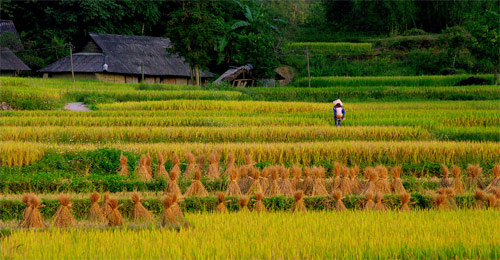 Cánh đồng Lao Cai