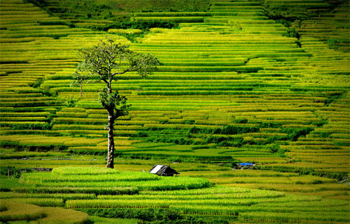 Cánh đồng Yên Bái